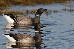 David Plant Photography - Wildlife Photography - Brent goose - B